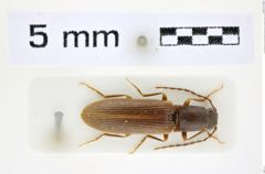 Foto (Dorsalansicht) von Athous (Orthathous) caviformis syn of cavazzutii? (Reitter, 1905) (NHMW-ZOO-COL-0008443)